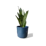 Remi Reactive Glaze Green Pot