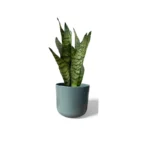 Lisbon Sage Pot