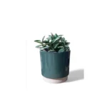 Eno Green Pot