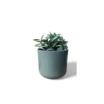 Lisbon Sage Pot