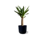 Anthracite Lisbon Pot