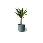 Sage Lisbon Pot
