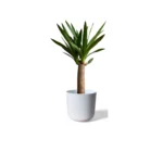 White Lisbon Pot