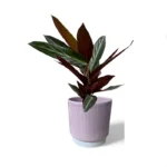 Athens Ribbed Pink Pot