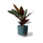 Eno Pot Green