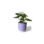 Copenhagen Two Tone Pink