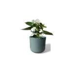Sage Lisbon Pot