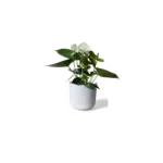 White Lisbon Pot