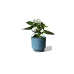 Mia Pot
