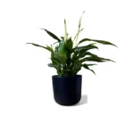 Black Lisbon Pot