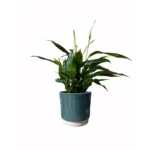 Eno Pot Green