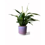 Copenhagen Two Tone Pink Pot