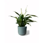 Sage Lisbon Pot