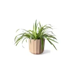 Apricot Geo Positano Pot