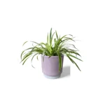 Athens Reactive Glaze Ribbed Pink Pot