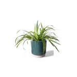 Eno Pot Green
