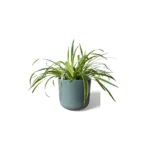 Lisbon Sage Pot