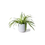 Lisbon White Pot
