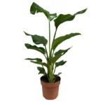 No decorative pot