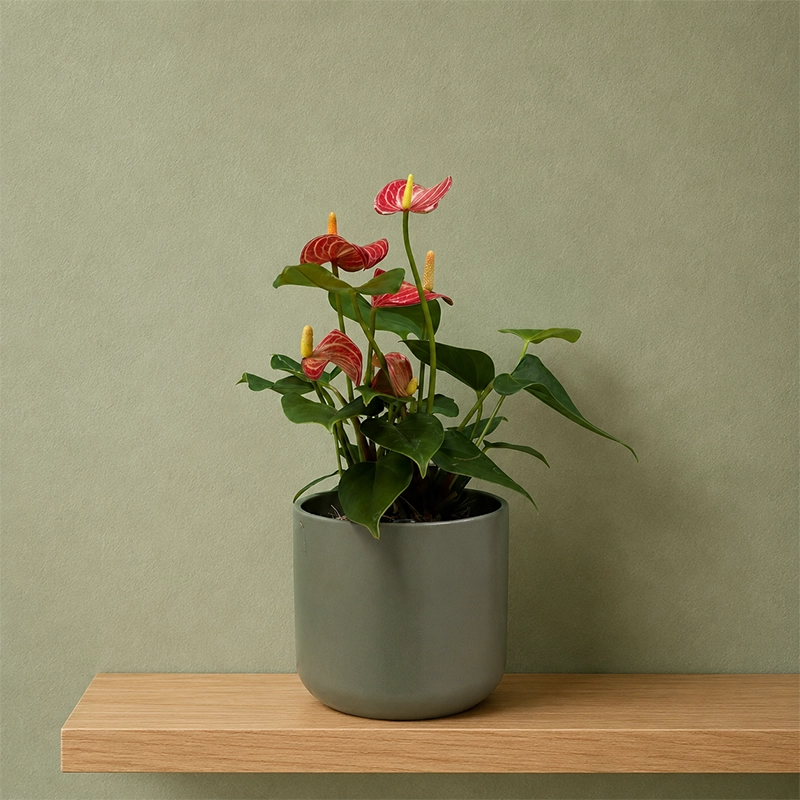 Red Flamingo Flower - Image 2