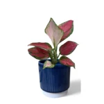 Blue Ribbed Pot