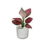 Light Grey Lisbon Pot