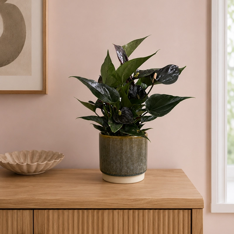 Paris Black Flamingo Flower Champion