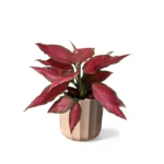 Apricot Geo Pot