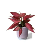 Pink Ribbed Pot