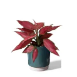 Green Eno Pot