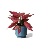 Mia Pot