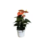 No decorative pot