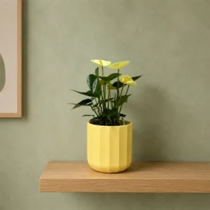 Cream Flamingo Flower Champion