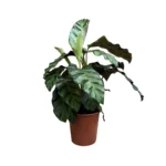 No decorative pot