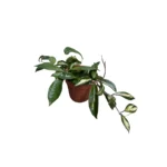 No decorative pot