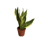 No decorative pot