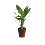 No decorative pot