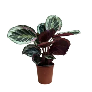 Medallion Prayer Plant