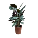 No decorative pot