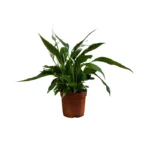 No decorative pot