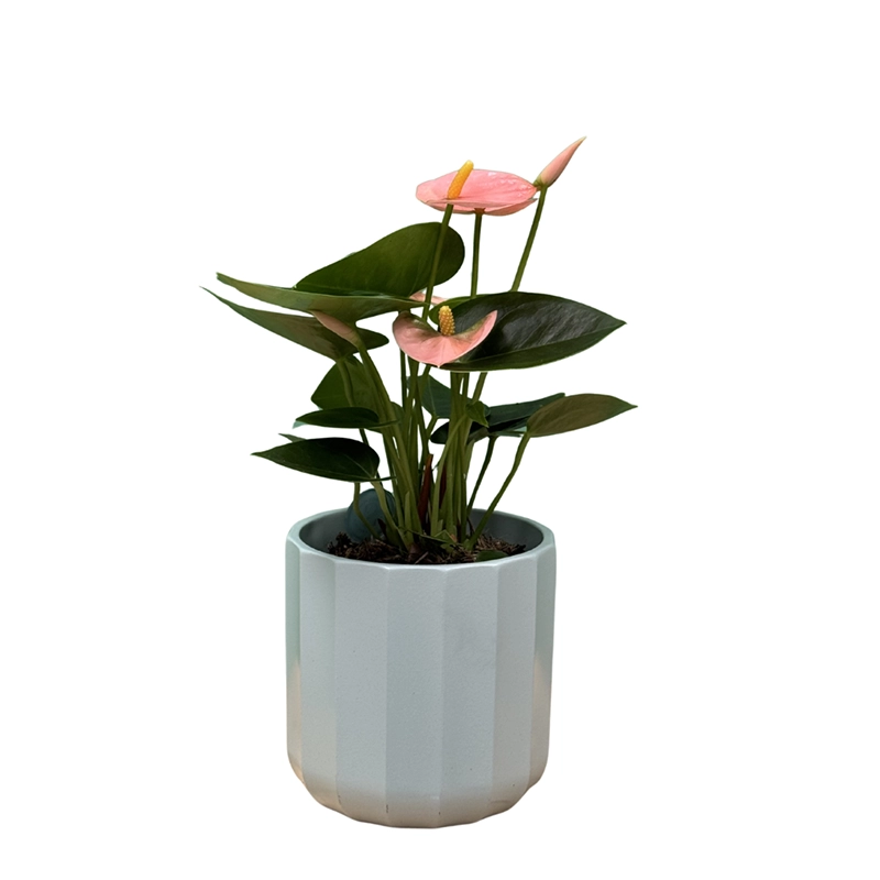 Peach Flamingo Flower Champion - Image 3