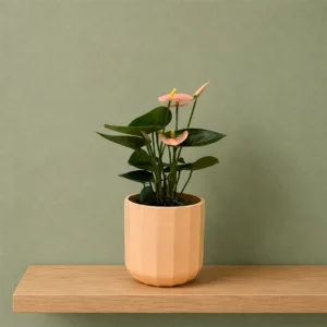 Peach Flamingo Flower Champion