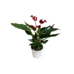 No decorative pot