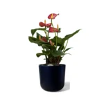 Lisbon Black Pot