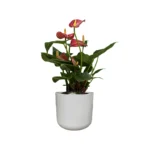 Lisbon Light Grey Pot