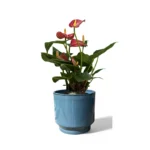 Mia Pot