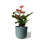 Lisbon Sage Pot