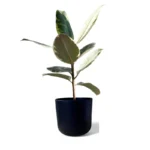 Black Lisbon Pot