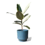Mia Pot