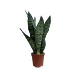 No decorative pot